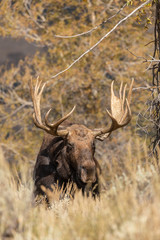 Bull Shiras Moose in the Fall Rut