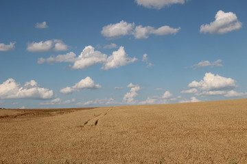 tree in field