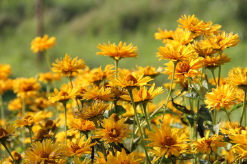 yellow flowers