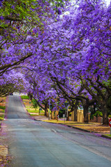 Jacaranda Bloom in pretoria South Africa