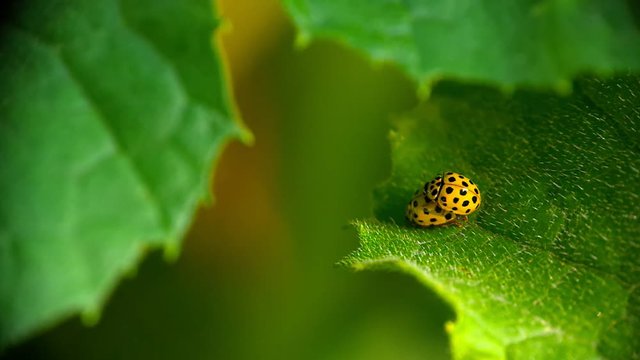 Two yellow ladybugs mating on green leaf in the garden.Green blured background. Macro.