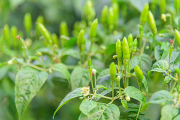 fresh green chili on tree 