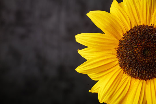Sonnenblume im Anschnitt auf dunklem Fond