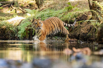 Fototapeta na wymiar Tiger runs behind the prey. Hunt the prey in tajga in summer time. Tiger in wild summer nature. Action wildlife scene, danger animal.