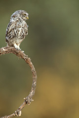 Little owl (Athene noctua) perched on a curved branch