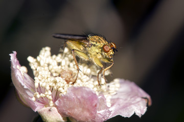 Very small fly on flower