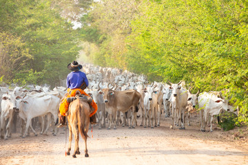 a herd of cattle driven by a Gaucho - obrazy, fototapety, plakaty