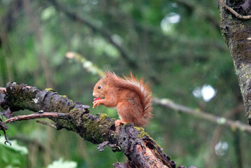 écureuil dans un arbre