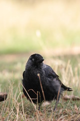 crow on green grass