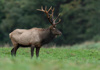 Bull Elk During the Rut Season 