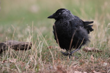 black crow on the grass