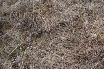 Texture of grey dry winter long grass