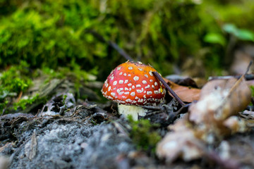 red-orange toadstool on a background of litter in an autumn forest