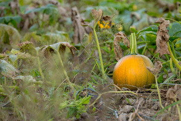 Beautiful Pumpkins in Pumpkin patch