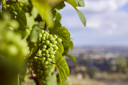Weinrebe mit Weintrauben in Sonne und blauem Himmel