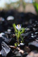 a small blue Crocus blossomed in the middle of the black soil in early spring