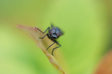 House Fly