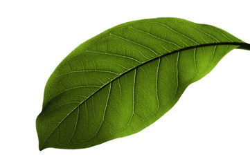 Obraz premium Green leaf on white background
