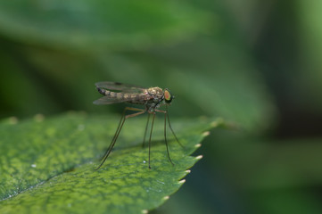 Long Legged Fly
