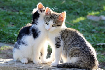 Katzenkinder