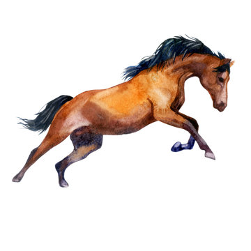 Watercolor illustration. Galloping horse. Horse in motion.