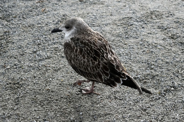 A yellow-legged Seagull (Larus michahellis) stands on the road.  Birds of the seaside city.