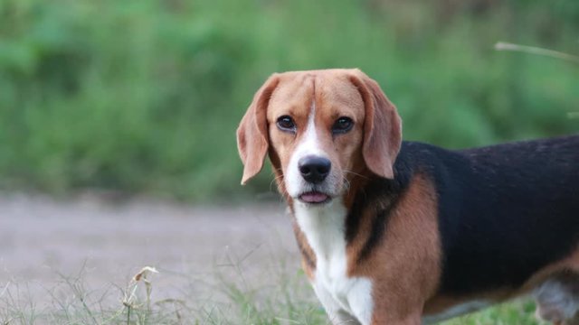 close up face of a cute beagle dog, puppy,dog portrait,dog standing on the park,beagle dog looking on something,an adorable dog,mosquito bite beagle dog standing alone.