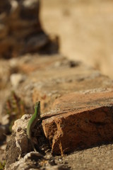lizard on stone