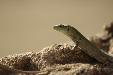 Fototapeta premium lizard on a rock