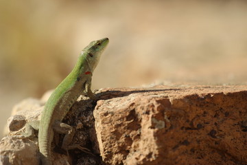 lizard on the rock