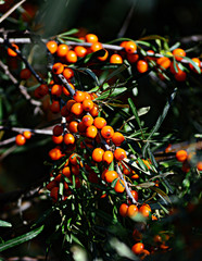 Golden sea buckthorn