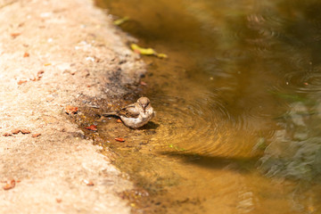 Sparrow basking in the water on a sunny day