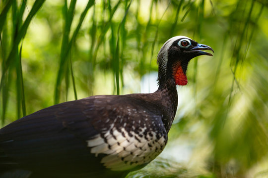 Black fronted piping guan bird in the forest