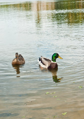 Top, front view medium distance of a male and female mallard ducks, swimming in a tropical pont on a sunny, warm, summer day, searching for food 