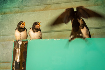 Baby swallow being fed by mum inflight