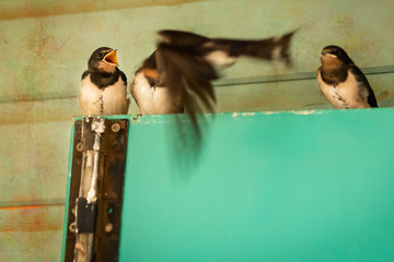 Baby swallows being fed by mum inflight