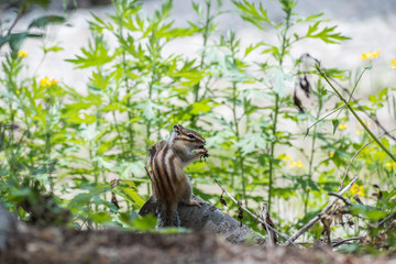A cute chipmunk got something to eat