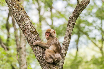 A juvenile Japanese macaque at Kamikochi_still not ready to be independent