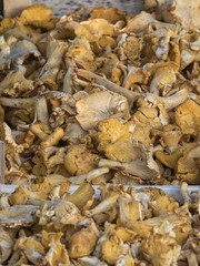 fresh mushrooms for tasty recipe
