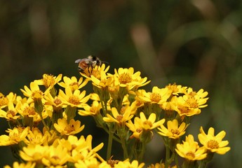 Abeja