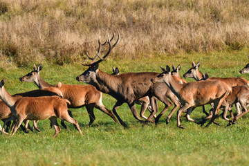 Herd of deer with antlers and buckskin running in rut season 