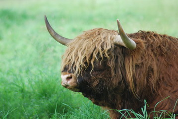 Wee Highland Cow