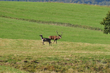 deer stag with antlers to rut on the meadow 
