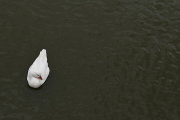 Pato en el agua, Rosedal