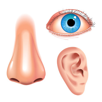Human face parts 3 sense organs icons square collection of eye nose and ear realistic vector illustration