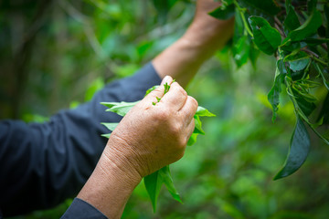 woman hand holding green tea leaf