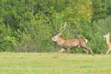 Herd of deer with antlers and buckskin running in rut season 