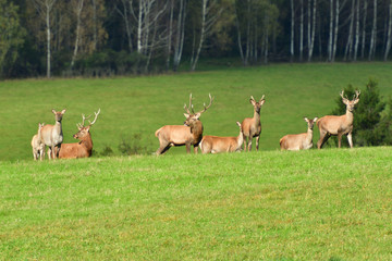 Wildlife Deer defends and keep watching herd of deerskin during the rut on the meadow