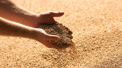 Hands with grain corn. Male farmers hands holding malt or cereal grains.