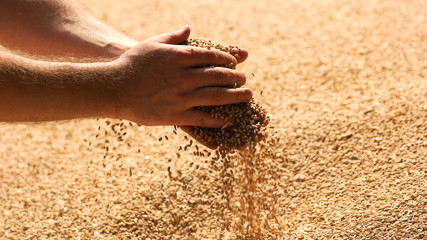 Grains of wheat in hands of the farmer. Crop of oats in male's hands.